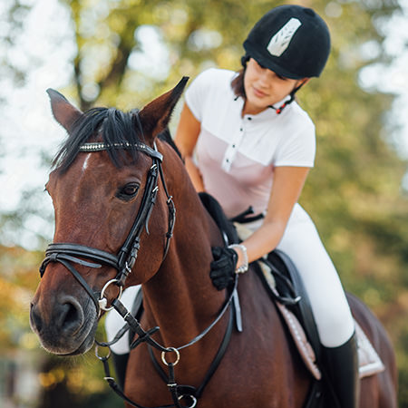 Sport équestre